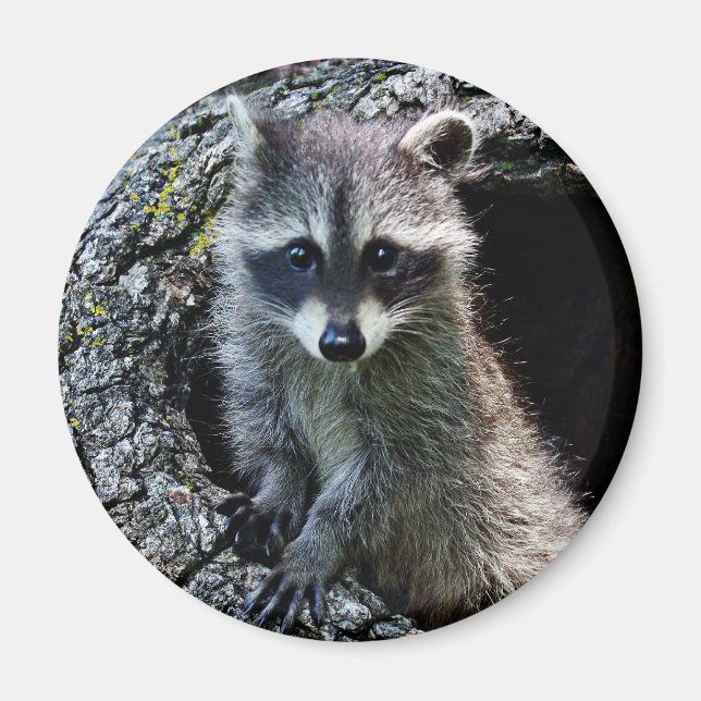 Íman Raccoon no Den (Frente)