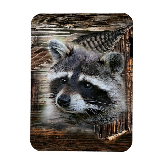 Íman Raccoon No Velho Barn (Vertical)
