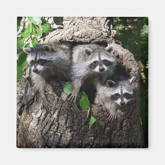 Íman Raccoon - Os Três Amigos