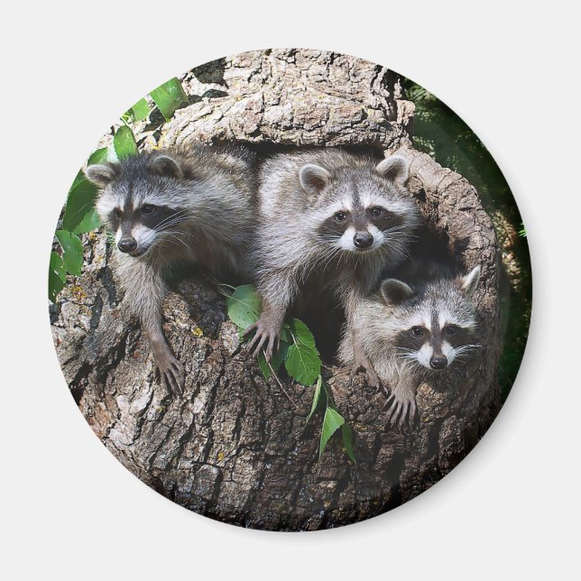 Íman Raccoon - Os Três Amigos (Frente)