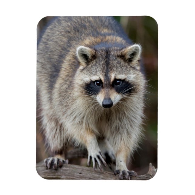 Íman Raccoon, Procyon lotor, Flórida, EUA 2 (Vertical)