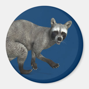 Íman Raccoon surpreso