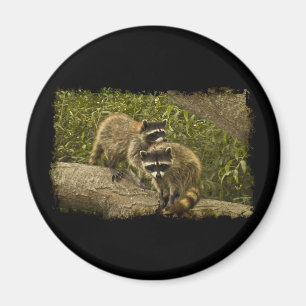 Íman Raccoons