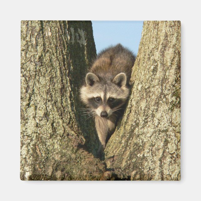 Íman Racoon Magnet (Frente)