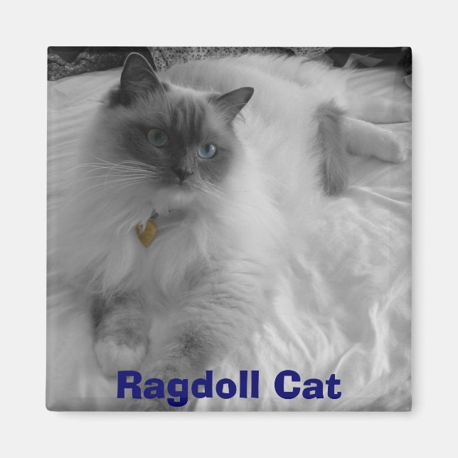 Íman Ragdoll Cat (Frente)