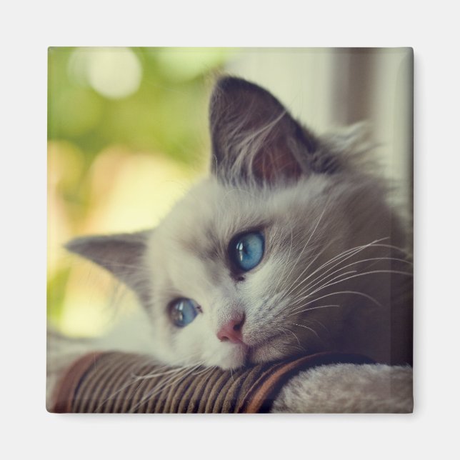 Íman Ragdoll Kitten (Frente)