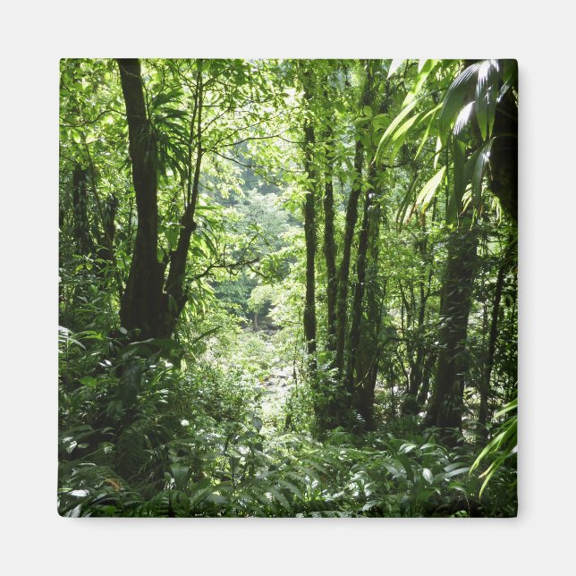 Íman Rain Forest II Tropical Verde (Frente)