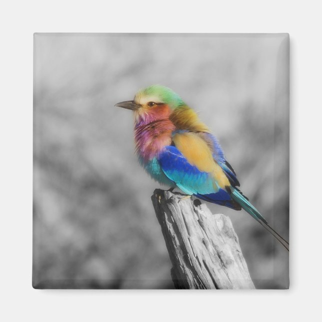 Íman Rainbow Bird (Frente)