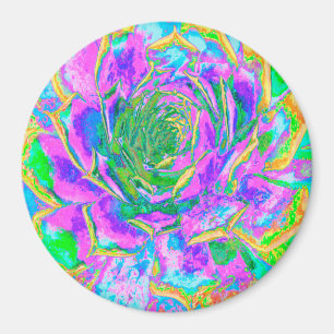 Íman Rainbow Colors Fiesta Succulent Sedum Rosette