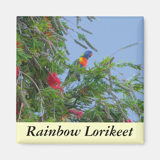 Íman Rainbow Lorikeet (Frente)