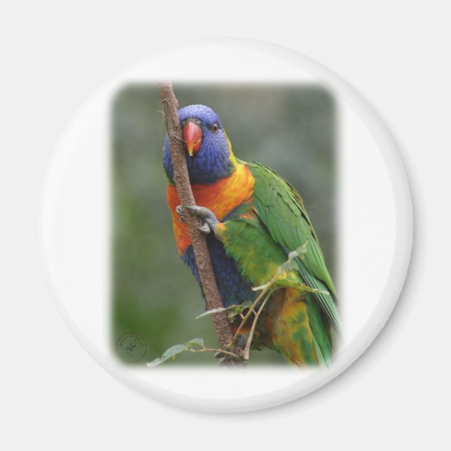 Íman Rainbow Lorikeet 9Y209D-177 (Frente)