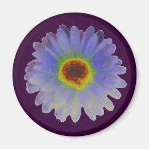 Íman Rainbow Marigold Magnet