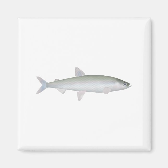 Íman Rainbow Smelt (Frente)