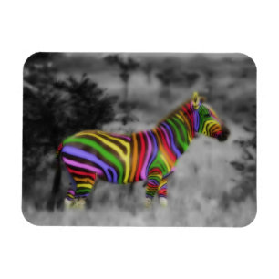 Íman Rainbow Zebra