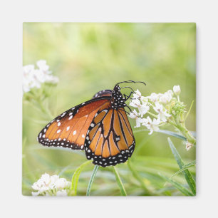 Íman Rainha Borboleta Amanhã em Milkweed