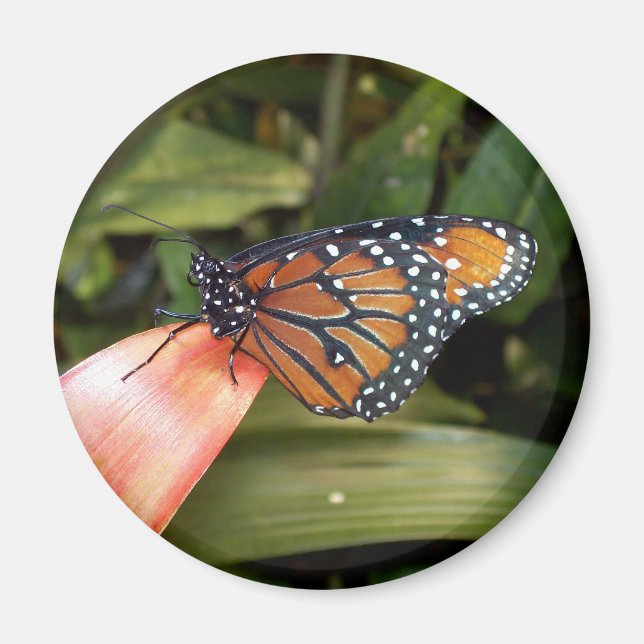Íman Rainha Butterfly Magnet (Frente)