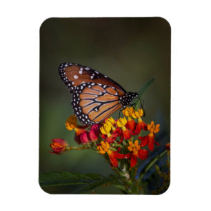 Íman Rainha com ordenhadeira tropical