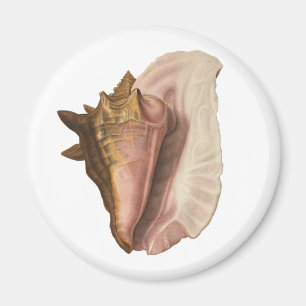 Íman Rainha Conch Shell Seashell, Vintage Marine Life