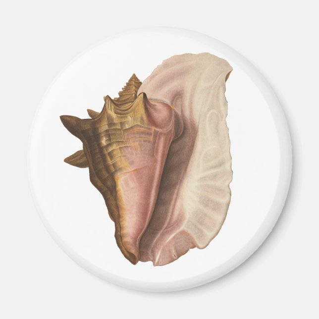 Íman Rainha Conch Shell Seashell, Vintage Marine Life (Frente)