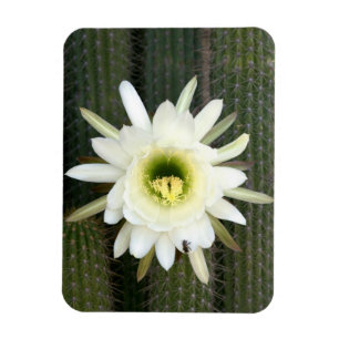 Íman Rainha Da Flor De Cacto Noturno, Região Do Karoo