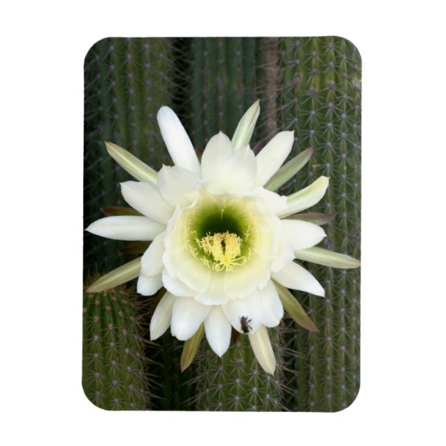 Íman Rainha Da Flor De Cacto Noturno, Região Do Karoo (Vertical)