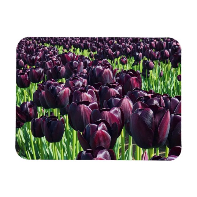 Íman Rainha das Tulipas Noturnas (Horizontal)