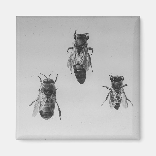 Íman Rainha Drone Trabalhadora Apiarista em Apiologia (Frente)