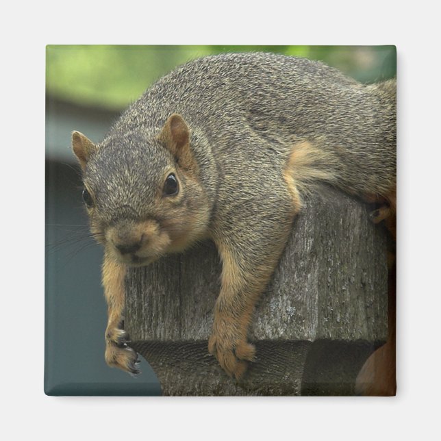 Íman Rainha Eleanor do Reino Paz (Frente)