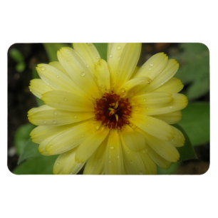 Íman Rainhas Amarelas Marigold Premium Magnet
