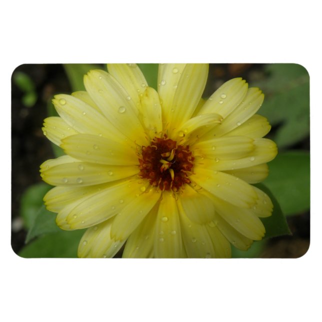 Íman Rainhas Amarelas Marigold Premium Magnet (Horizontal)