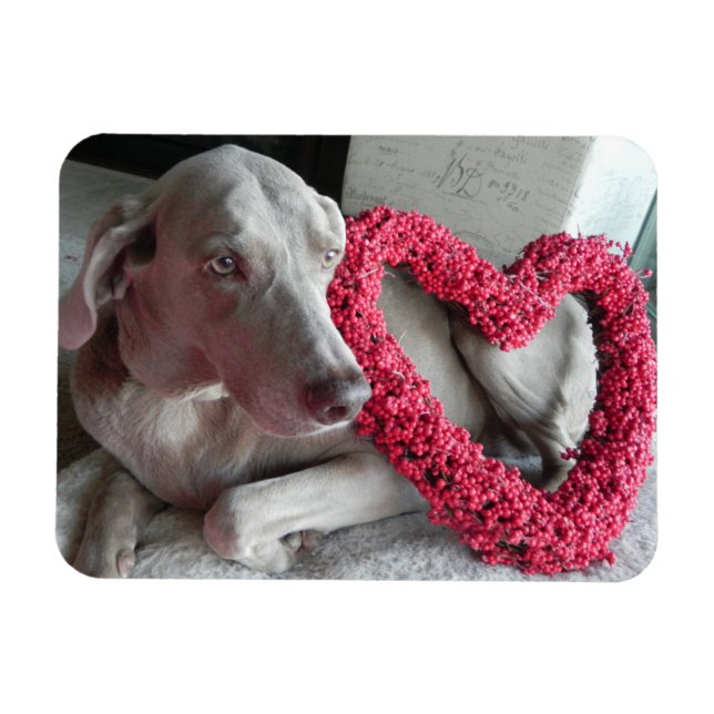 Íman Rain's Love - dog - Weimaraner Magnet (Horizontal)