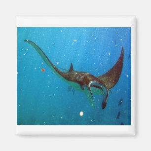 Íman Raio de Manta de Havaí da baía de Hanauma