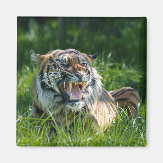 Íman Raio de Tiger (Frente)