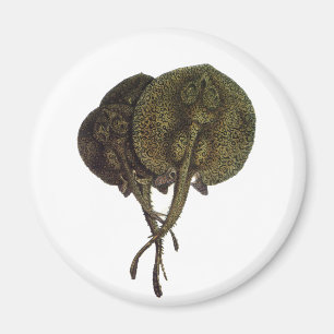 Íman Raios-Cama Vintage Rays Stingrays, Animais da Vida