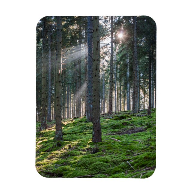 Íman Raios de sol na Floresta Negra (Vertical)
