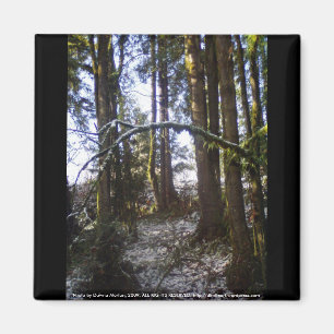 Íman Raios de Sun da floresta na neve #32