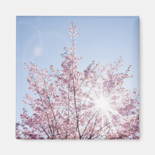 Íman raios solares atravessam flores cor-de-rosa de uma