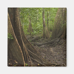 Íman Raízes de Contraforte. Floresta Tropical, Mapari R