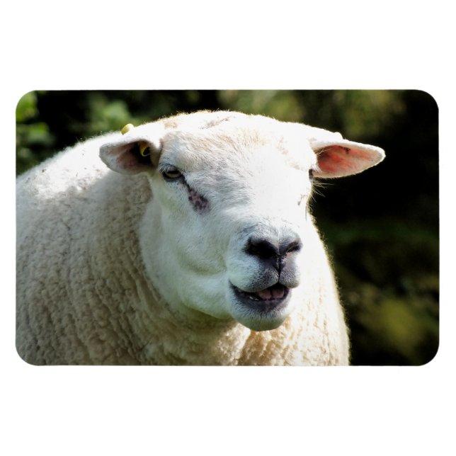 ÍMAN  RAM (Horizontal)