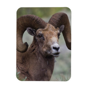 Íman Ram 1 dos carneiros de Bighorn da montanha rochosa