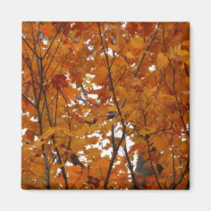 Íman Ramais de Folhas de Maple I Orange Autumn