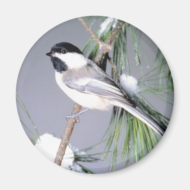 Íman Ramificação coberta por neve de pássaros (Frente)