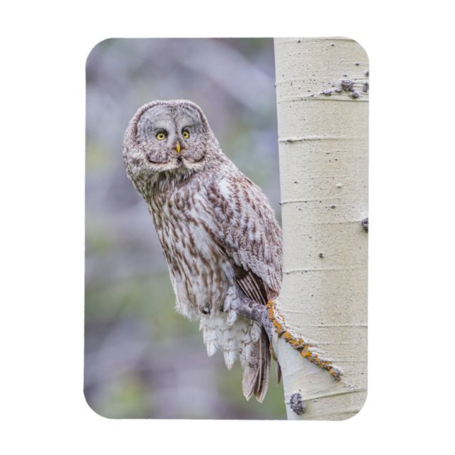 Íman Ramificação da Árvore de excelente da Cinza (Vertical)