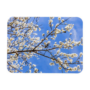 Íman ramificação de floração