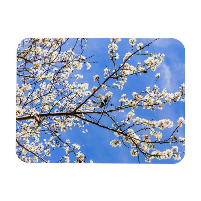 Íman ramificação de floração (Horizontal)