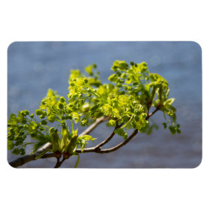 Íman Ramificação verde-branca no vento