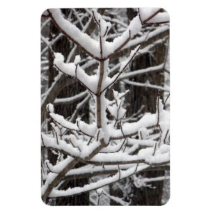 Íman Ramificações cobertas por neve