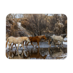 Íman Rancho Hideout Horse