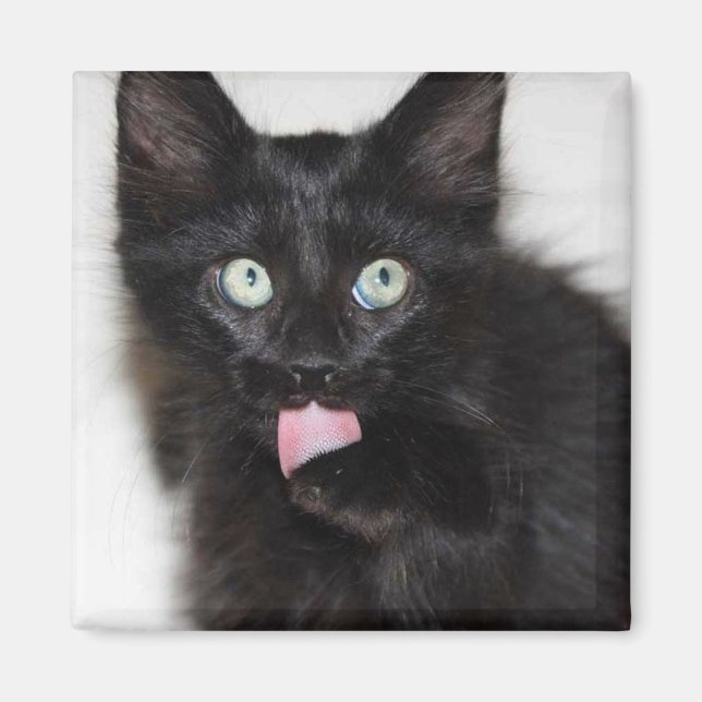 Íman Ranger Kitten Limpando Magnet (Frente)