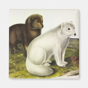 Íman Raposa Árctica (Raposa Branca, Raposa Polar, Rapos